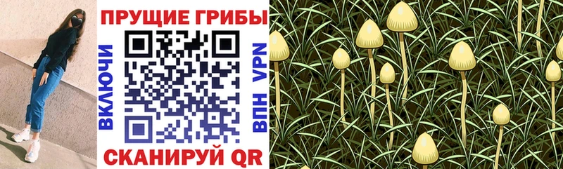 купить наркоту  Полысаево  Псилоцибиновые грибы прущие грибы 